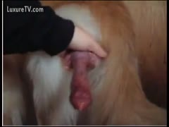 Dog dick, long and hard